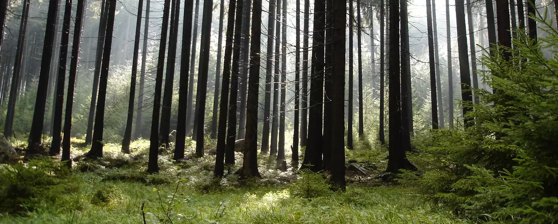 Harzer Wald